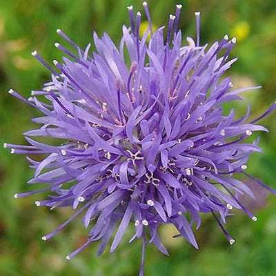 6 x Jasione Laevis - Zandblauwtje pot 9x9cm - Blauwe bloemen, bodembedekker