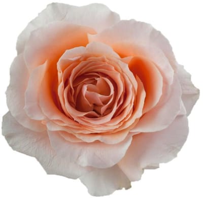 10x Rosa felicity 50cm