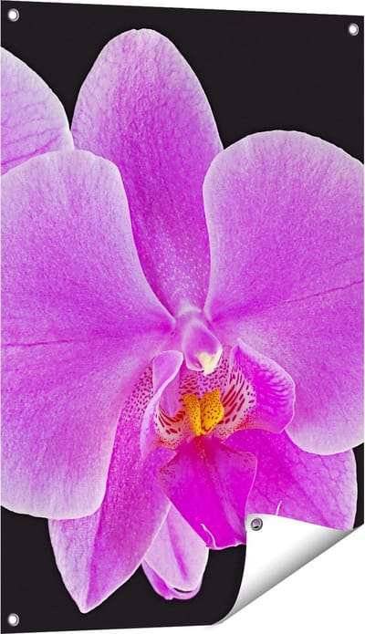 Gards Tuinposter Licht Paarse Orchidee - Bloem - 60x90 cm - Tuindoek - Tuindecoratie - Wanddecoratie buiten - Tuinschilderij