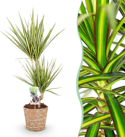 Plantenboetiek.nl | Green is... Dracaena Sunray - Drakenbloedboom - Weinig onderhoud - met mand - Groen - Ø17cm - 70-75cm hoog - Kamerplant - Groenblijvend
