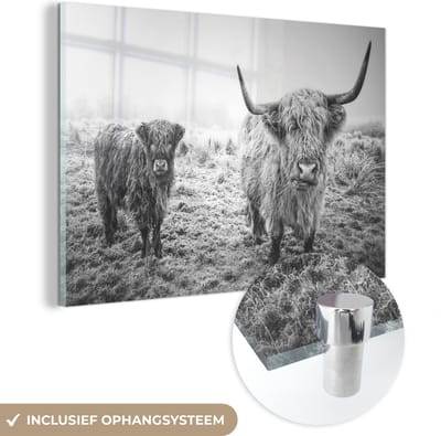 MuchoWow® Glasschilderij 60x40 cm - Schilderij acrylglas - Schotse hooglanders - Licht - Lucht - Natuur - Foto op glas - Schilderijen