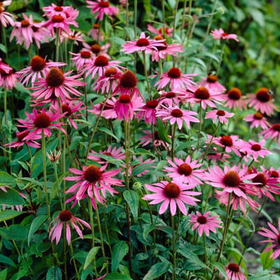 Rode zonnehoed (Echinacaea purpurea) - 6x - Roze Zonnehoed Magnus Roze - Echinacea - Vaste planten - Bijen-Vlinders - Snijbloemen - Zomerbollen