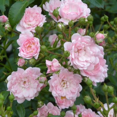 8 x Roze Trosroos - Bodembedekker Winterhard Borderplant - Rosa the Fairy 'Pink' in C1.5(liter) pot met hoogte 10-20cm