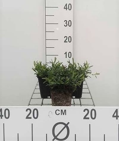 6x Steenanjer - Dianthus delt. Brilliant' | 9x9 cm pot