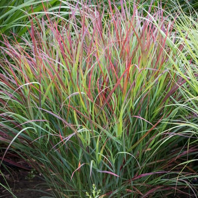12 x Vingergras Rood|Groen - Winterhard Siergras - Panicum virgatum Shenandoah in 9x9cm pot met hoogte 5-10cm