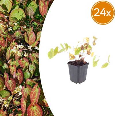 Tuinplantenshop.com | Epimedium y. 'Niveum' | 24 stuks - Ø9cm - 10-25cm hoog - Tuinplant