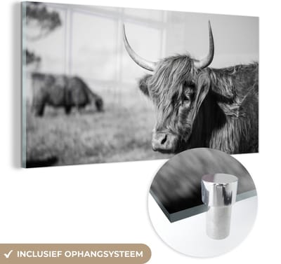 MuchoWow® Glasschilderij 40x20 cm - Schilderij acrylglas - Schotse Hooglander - Dieren - Zwart - Wit - Foto op glas - Schilderijen