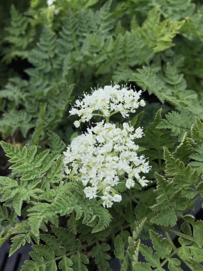 6 x Myrrhis odorata - Roomse Kervel - P9 Pot (9 x 9cm) - Dima Vaste Planten