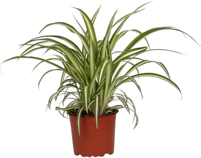 Chlorophytum comosum ‘Variegatum’ - Hoogte 25cm - Pot 12cm