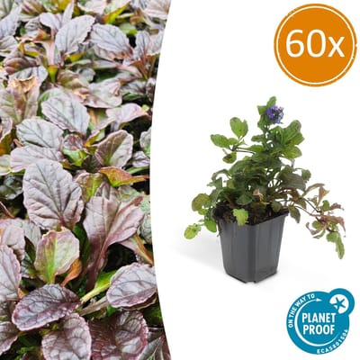 Tuinplantenshop.com | Ajuga reptans | 60 stuks - Ø9cm - 10-25cm hoog - Tuinplant