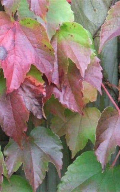 Parthenocissus tricuspidata ' Veitchii' - WILDE WINGERD 50 60 cm in pot
