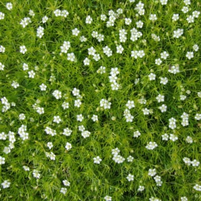 Sagina subulata - Priemvetmuuur - Bodembedekkers - Vaste planten - bloeit in Mei / Juni / Juli / Augustus