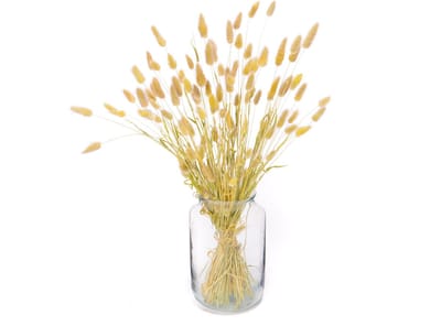 Gedroogde Hazenstaartjes XL – Lagurus – Droogbloemen