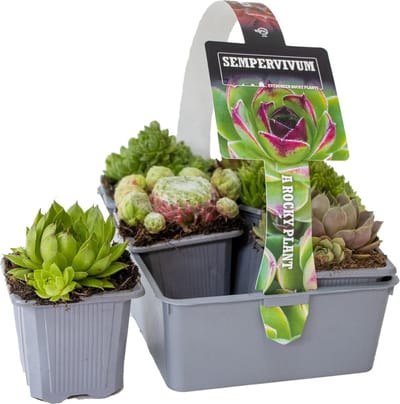 Bloomique - Mix van 6 - Sempervivum Mix - Huislook - Tuinplanten - Winterhard - Bodembedekker - Hoogte 8-12 cm - Pot 7 cm