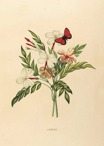 Jasmijn Bloem Vintage Poster 21x30 cm
