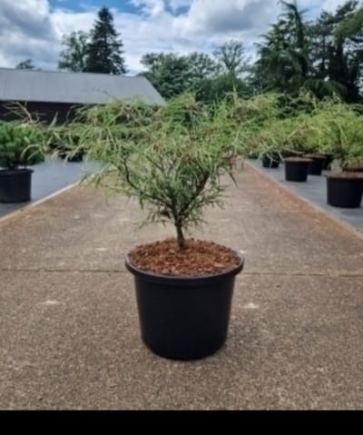 2 x Fagus sylv. 'Mercedes' - Beuk 50- 60 cm in pot