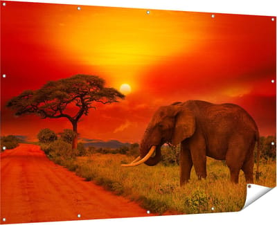 Gards Tuinposter Olifant in het Wild tijdens Zonsondergang - 180x120 cm - Tuindoek - Tuindecoratie - Wanddecoratie buiten - Tuinschilderij