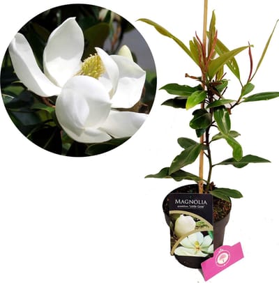 Magnolia Litte Gem, 2 liter pot