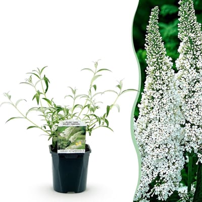 Green boutiQ - Vlinderstruik - Buddleja davidii White Profusion - Bloem Wit - 1 Plant - Bladverliezend - Vlinderlokkend - Pot 17cm Hoogte 25cm