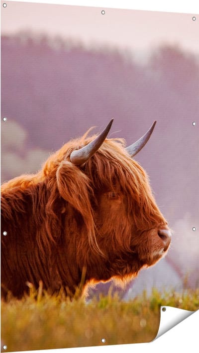 Gards Tuinposter Schotse Hooglander Koe Ligt in het Gras - 100x150 cm - Tuindoek - Tuindecoratie - Wanddecoratie buiten - Tuinschilderij