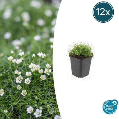 Trendyplants - Sagina subulata - 12 stuks - Vetmuur - Winterhard - Hoogte 10-30 cm - Potmaat Ø9cm