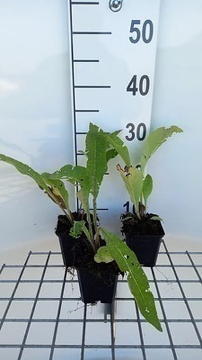 6x Inula - Inula helenium | 9x9 cm pot