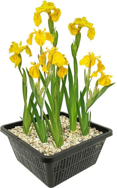 vdvelde.com - Gele lis vijverplantenset (Iris Pseudacorus) - Geel bloeiende oeverplant - Winterhard - Inheems - Bijenvriendelijk - 4 planten met vijvermand, klei, substraat & voeding