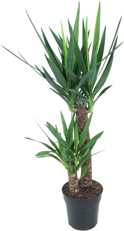 Plantenboetiek.nl | Yucca Elephantipes - Ø21cm - 90-100cm hoog - Kamerplant - Groenblijvend