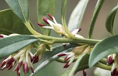 Sarcococca hookeriana - Vleesbes 20 - 25 cm in pot