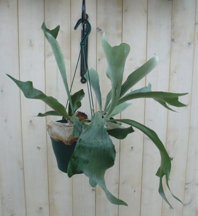 Warentuin natuurlijk - Hangplant Hertshoornvaren