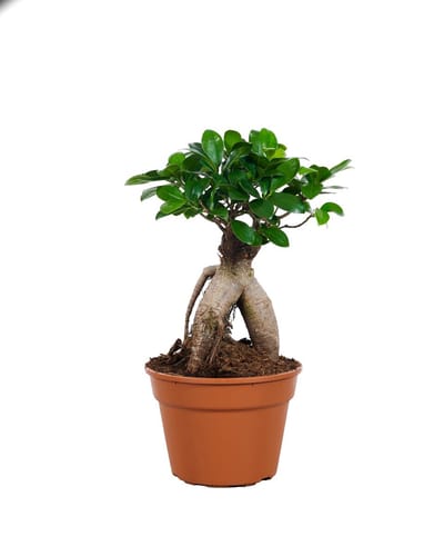 PLNTS - Ficus Ginseng (bonsai) - Kamerplant - Kweekpot 17 cm - Hoogte 45 cm