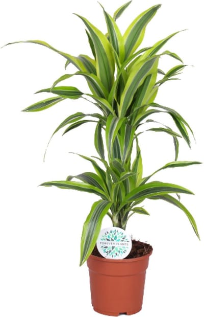 Plantenboetiek.nl | Dracaena Lemon Lime - Ø17cm - 55-65cm hoog - Kamerplant - Groenblijvend