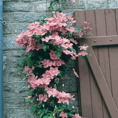 Bosrank (Clematis) - Comtesse de Bouchard - roze - Bijen-Vlinders - Klimplant - bloeit in Oktober / November / December / Juli / Augustus / September