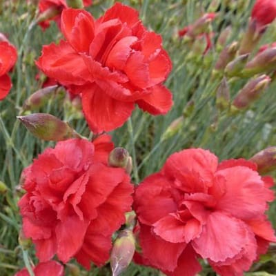 6 x Dianthus 'David' - Grasanjer Pot 9x9 cm - Roze Sierlijke Bloemen