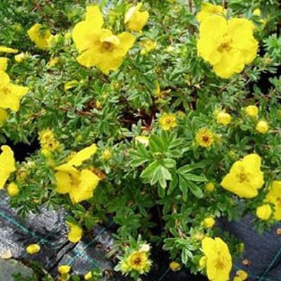 Potentilla Fruticosa 'Goldteppich' - Ganzerik|Vijfvingerkruid 25-30 cm in pot