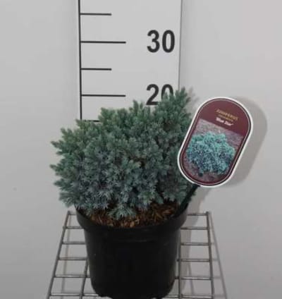 Juniperus squamata 'Blue Star' - Himalaya Jeneverbes 15 - 20 cm in pot