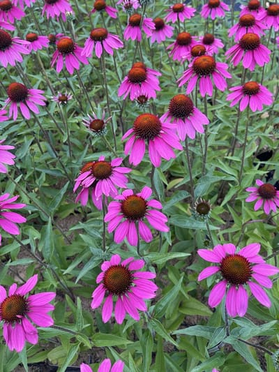 6x Zonnehoed - Echinacea tennesseensis 'Amazing Dream' PBR | 9x9 cm pot