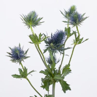 10x Eryngium supernova questar 60cm