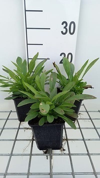 6x Coreopsis - Coreopsis grand. 'Sonnenkind' | 9x9 cm pot