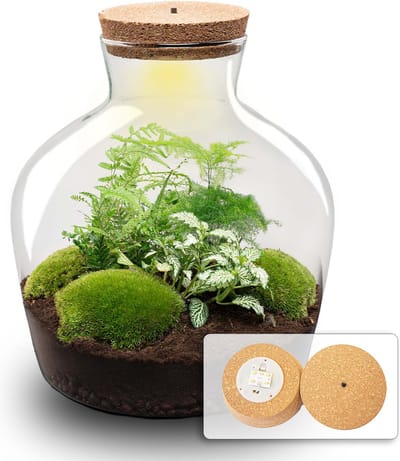 Fat Joe Groen - Planten terrarium met licht - DIY kit - Ecosysteem plant - Ø 29 cm ↑ 30 cm