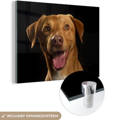 MuchoWow® Glasschilderij 160x120 cm - Schilderij acrylglas - Hond - Huisdieren - Portret - Foto op glas - Schilderijen