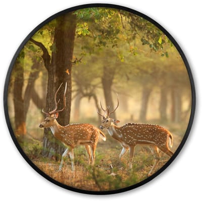 Poster in lijst Rond - Fotolijst 60x60 cm - Posters - Herten - Bos - Herfst - Bosdieren - Natuur - Hert - Ronde posterlijst zwart - Decoratie - Wanddecoratie woonkamer - Muurdecoratie slaapkamer