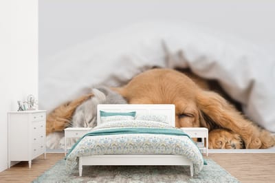 Behang - Fotobehang huisdieren - hond - Kat - Deken - Breedte 375 cm x hoogte 280 cm