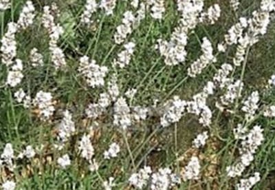 2 x Lavandula int. 'Edelweiss' - Lavandin, Lavendel In pot 3 liter