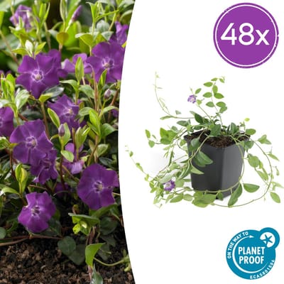 Tuinplantenshop.com | Vinca minor 'Atropurpurea', | 48 stuks - Ø9cm - 10-25cm hoog - Tuinplant