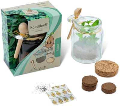 Kweekset glazen potje met zaden en houten lepel, mint, thee