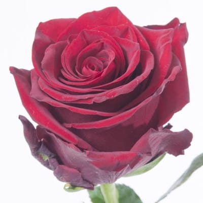 25x Rosa explorer 60cm