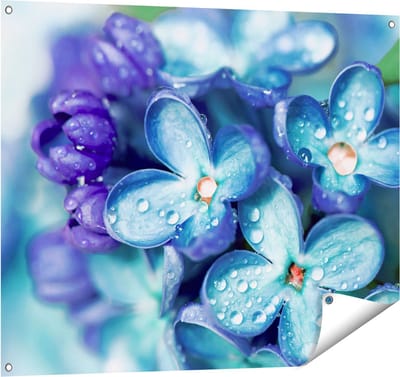 Gards Tuinposter Blauwe Lila Bloemen - Seringen - 100x80 cm - Tuindoek - Tuindecoratie - Wanddecoratie buiten - Tuinschilderij