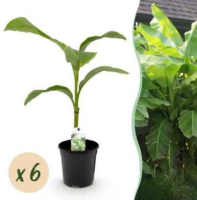 Green boutiQ - Fruitplant - Bananen plant - Musa Basjoo - Winterhard - 6 planten - Pot 17cm Hoogte 40cm