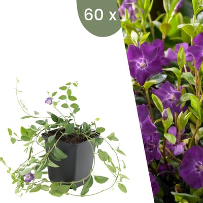 Tuinplantenshop.com | Vinca minor 'Atropurpurea', | 60 stuks - Ø9cm - 10-25cm hoog - Tuinplant